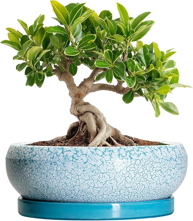EPFamily Bonsai Pots Small - 6 Inch Succulent Pots with Drainage Hole and Saucer, Succulent Planters for Indoor Outdoor, Shallow Plant Pot, Round Bonsai Planter, Office Decor, Plant Lover Gifts, Blue