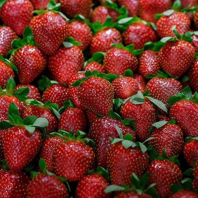 Dickens June Bearing Bare Root Strawberry Plants - Great for Beginners! Vigorous Grower and Easy to Pick - from Hand Picked Nursery (25)