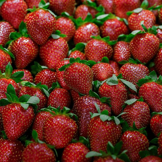 Dickens June Bearing Bare Root Strawberry Plants - Great for Beginners! Vigorous Grower and Easy to Pick - from Hand Picked Nursery (10)