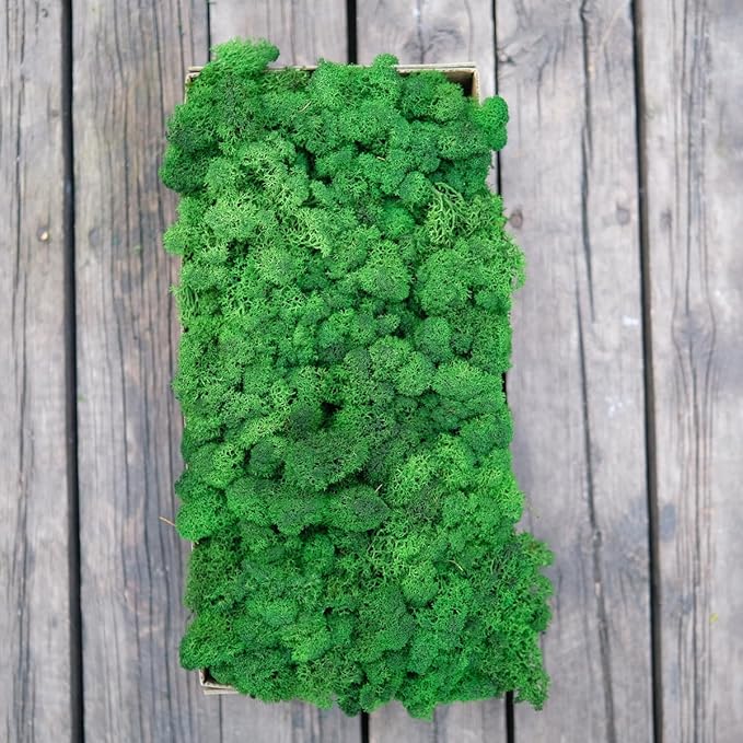 prefleur Preserved Reindeer Moss Natural Green DIY Kit Gardenning Art Wall Decor Florist Decor Easter Table Decor Wedding