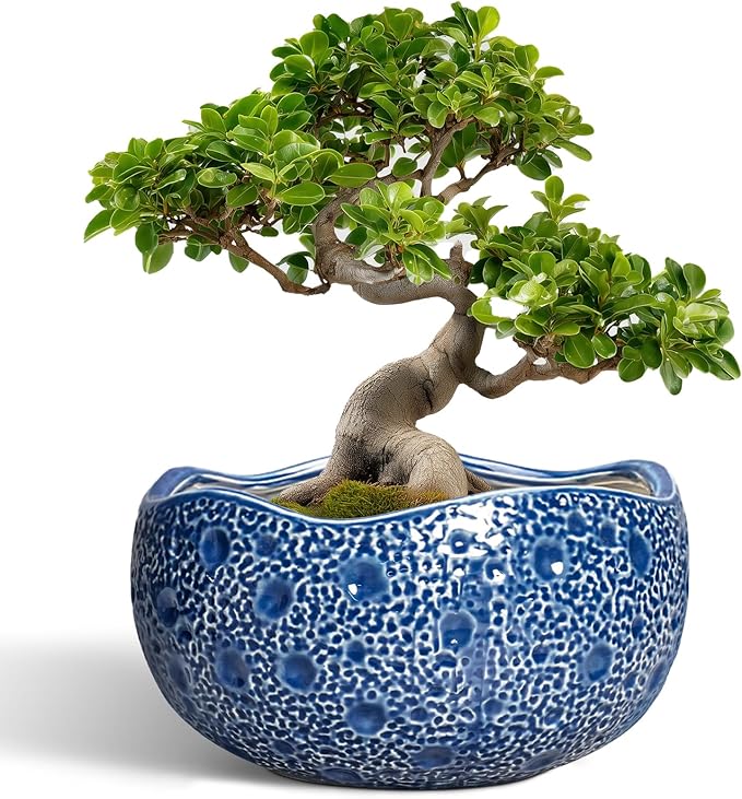 Thirtypot Bonsai Tree Pot - 13 Inch Large Ceramic Pots for Plants Indoor Outdoor, Round Planter, Decorative Flower Pot with Drainage Hole, Modern Unique Planter, Garden Decor Home, Garden Gifts, Blue