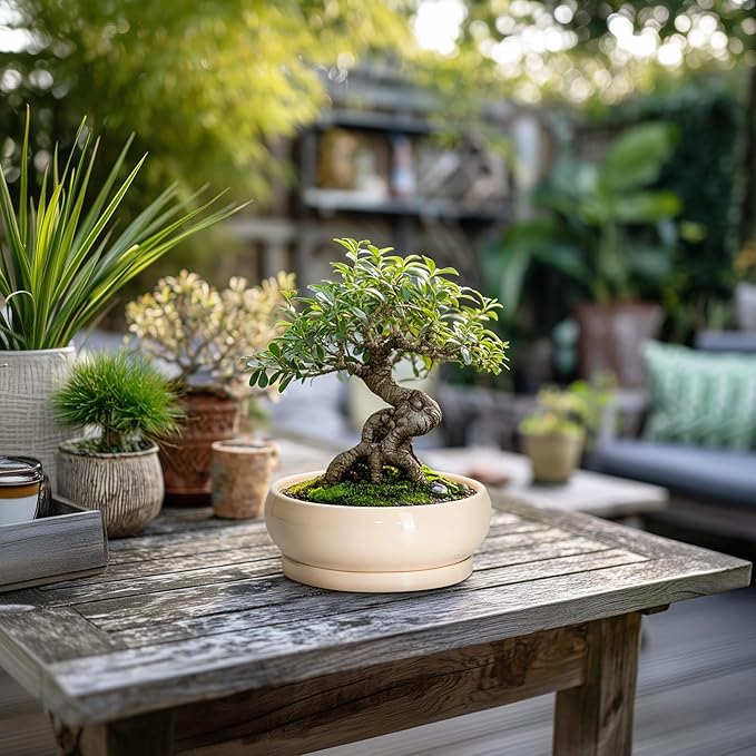 EPFamily Succulent Pots 8 Inch - Ceramic Bonsai Pots with Drainage Hole and Tray, Shallow Plant Pot Indoor Outdoor, Bonsai Tree Pot, Round Modern Planter Bowl, Garden Decor, Gardening Gift, Beige