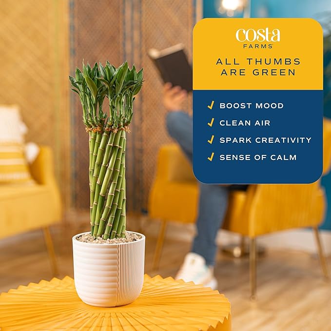 Costa Farms Lucky Bamboo Live Plant in Decorative Pot, Easy to Maintain Indoor Houseplant, Perfect for Home, Room, or Office Decor, Great House Warming or Birthday Gift, 12-15 Inches Tall