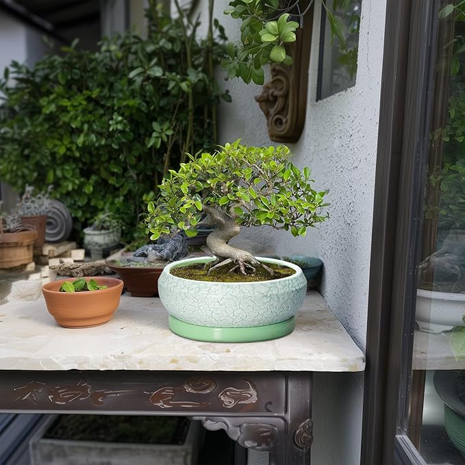EPFamily Bonsai Pots Ceramic - 8 Inch Succulent Pots Indoor Outdoor, Shallow Planters with Drainage Hole and Tray, Ceramic Planter Bowl, Round Planter, Apartment Decor, Gifts for Plant Lovers, Green