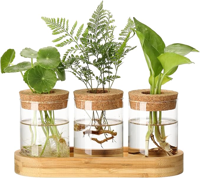 onepeng 3Pcs Propagation Stations, Plant Terrarium with Lid and Wooden Stand,Desktop Glass Planter Hydroponics Vase,Home Office Living Room Decor Gifts