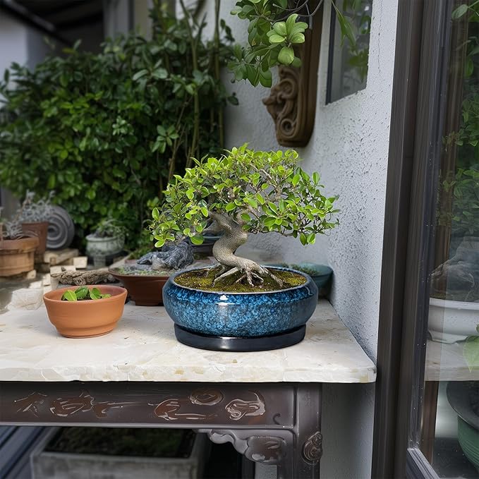 EPFamily Bonsai Pots 8 Inch - Ceramic Succulent Planter for Indoor Outdoor, Round Bonsai Planter with Drainage Hole and Saucer, Shallow Ceramic Planters Bowl, Patio Decor, Housewarming Gift, Blue