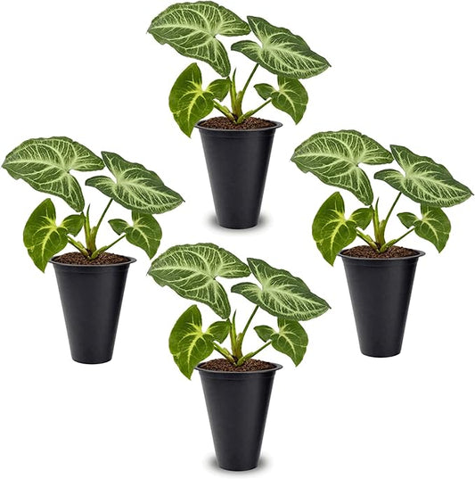 Syngonium Batik Plant (4 Pack) Live Starter Plants, Variegated Arrowhead Vine Houseplants, Easy Care Indoor Tropical Plants Live, Decorative Foliage Plants
