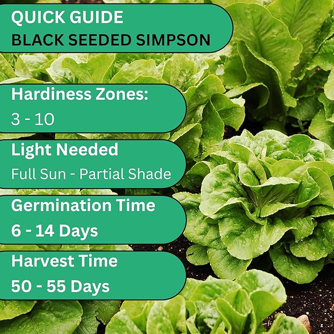 Black Seeded Simpson Heirloom Lettuce Seeds for Planting - Over 1,700 Non-GMO Seed Pack for Indoors, Outdoors, or as Hydroponic Seeds - Beginner-Friendly Green Leaf Lettuce Seed | Woods Creek Seeds