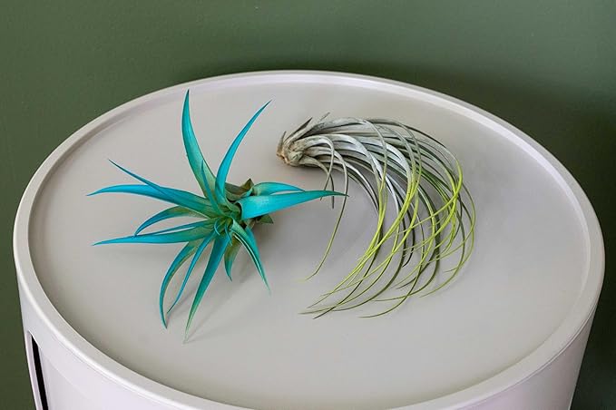 Purple Colorful Tillandsia Air Plants - Long Lasting Color Enhanced Live Tillandsia Succulent House Plants - Home and Garden Decor - Easy Care Indoor and Outdoor (Juncea, Single)