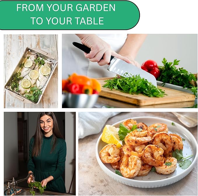 Italian Flat Leaf Parsley Seeds for Planting - Over 3,000 Heirloom Non-GMO Italian Parsley Seeds for Planting - Beginner Friendly Herb Gardening for Indoor, Outdoor & Hydroponic | Woods Creek Seeds