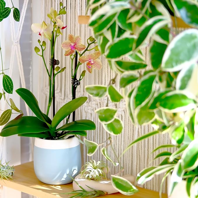 Premium Spotted Live Orchid Plant Blooming in 3.5" Blue & White Orchid Pot, Live Plants, Houseplant Gifts, Approx. 16" Tall, Pet Friendly Houseplants, Phalaenopsis Moth Flower by Plants for Pets