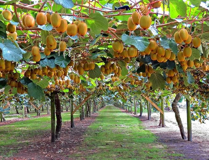 Kiwi Seeds for Planting, 30+ Seeds per Packet, (Isla's Garden Seeds), 50-70% Germination in Prime Conditions, Tree/Vine, Scientific Name: Actinidia chinensis, Great Fruit Garden Gift