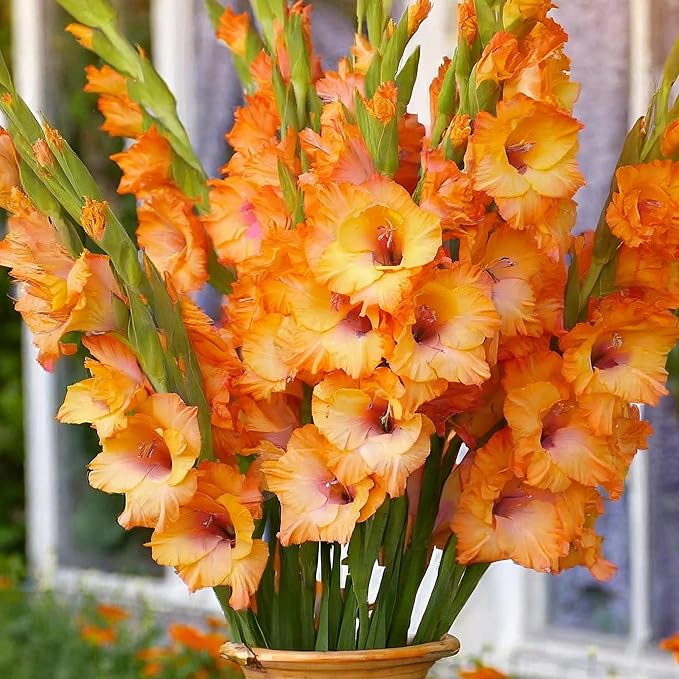 Garden State Bulb Olympic Flame Orange Gladiolus Flower Bulbs, 12/14cm, Spring Planting (Bag of 90)