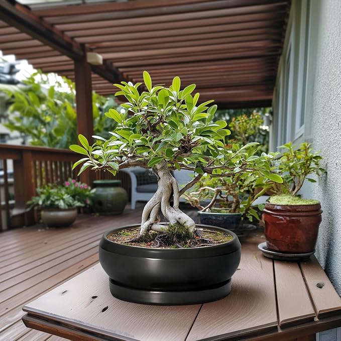 EPFamily Bonsai Pots 13 Inch - Large Ceramic Succulent Pots with Drainage Hole and Tray, Round Planter Bowl Indoor Outdoor, Modern Shallow Planters, Home Living Room Decor, Gardening Gifts, Black