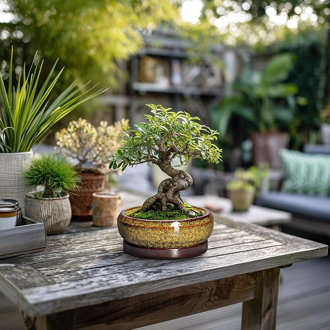 EPFamily Small Bonsai Pots - 6 Inch Ceramic Succulent Planters with Drainage Hole and Saucer, Shallow Round Planter Indoor Outdoor, Cactus Succulent Pots, Living Room Decor, Plant Lover Gift, Yellow