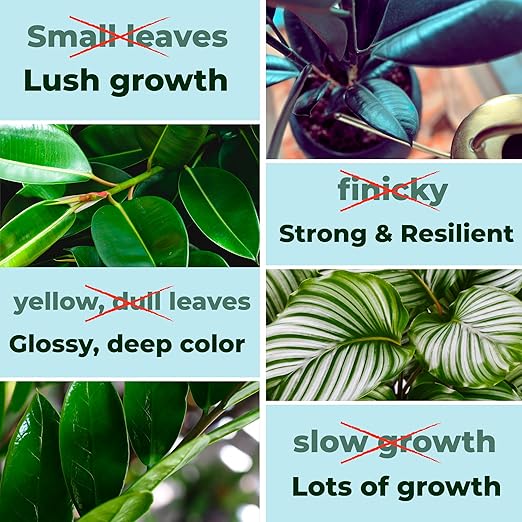 Plant Food + Neem Oil Spray for Plants : Seaweed-Rich Fertilizer for Leafy Houseplants and Organic Leaf Spray