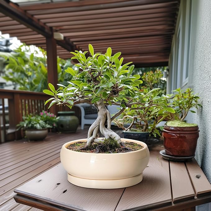 EPFamily Large Succulent Planters - 13 Inch Ceramic Bonsai Pots Indoor Outdoor, Shallow Planter with Drainage Hole and Tray, Round Planter Bowl, Large Bonsai Pot, Home Decor, Housewarming Gift, Beige