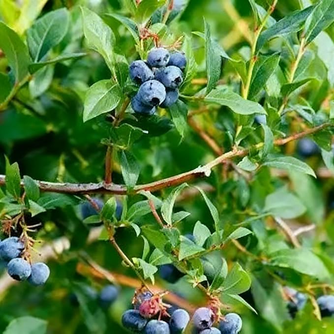 Blueberry Bush Seeds for Planting, 500+ Blueberry Fruit Seed, Non-GMO Fruit Seeds for Small Garden Border, Home Outdoor