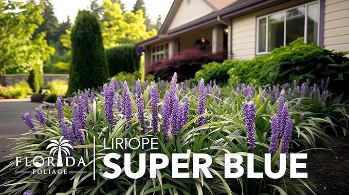 Super Blue Liriope Muscari - 3 Live Plants - Evergreen Ground Cover Grass