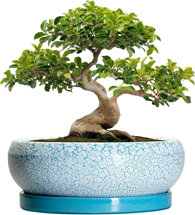 EPFamily Bonsai Pots - 13 Inch Ceramic Succulent Pots with Drainage Hole and Tray, Large Succulent Planter Indoor Outdoor, Round Planter, Shallow Plant Pot, House Decor, Gifts for Plant Lover, Blue