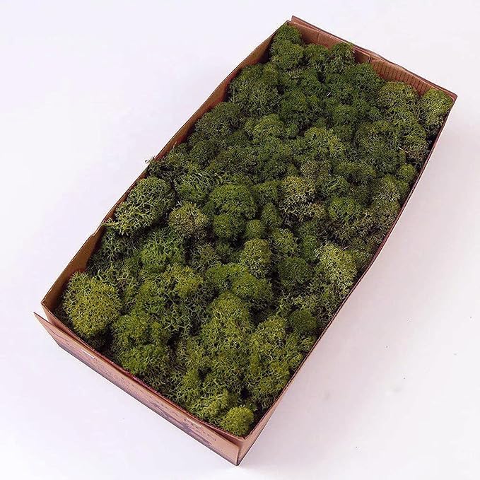 prefleur Preserved Reindeer Moss Natural Green DIY Kit Gardenning Art Wall Decor Florist Decor Easter Table Decor Wedding