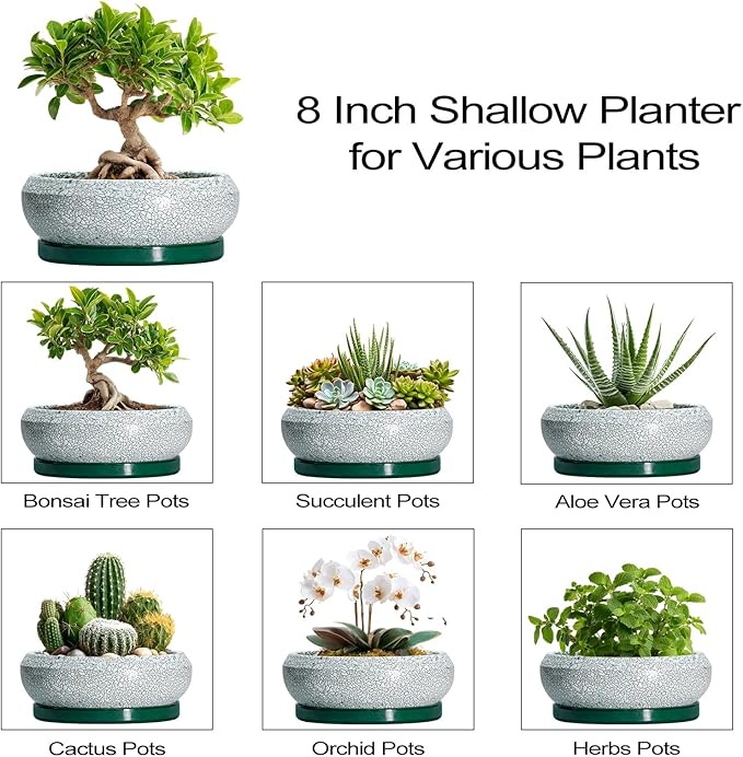 EPFamily Bonsai Tree Pots - 8 Inch Ceramic Succulent Pot with Drainage Hole and Tray, Bonsai Pots, Shallow Planters for Indoor Outdoor, Round Planter Bowl, House Decor, Gifts for Plant Lovers, Green