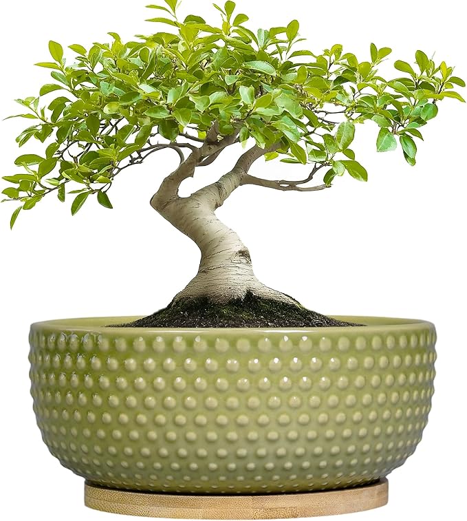 EPFamily Bonsai Planter - 8 Inch Ceramic Succulent Pots with Drainage Hole and Saucer for Indoor Plants, Boho Shallow Round Planter Bowl, Desk Decor, Garden Lover Gifts, Green