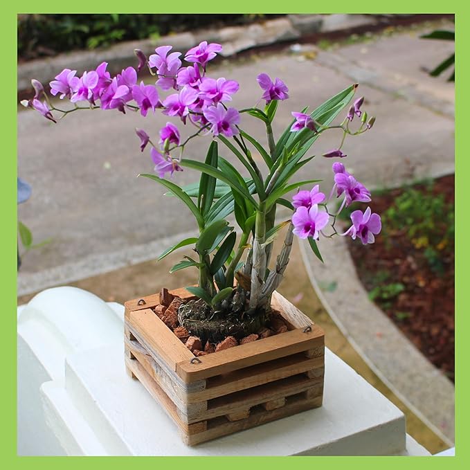 Set of 2 Wooden Orchid Baskets with Hangers, Hanging Vanda Baskets for Outside