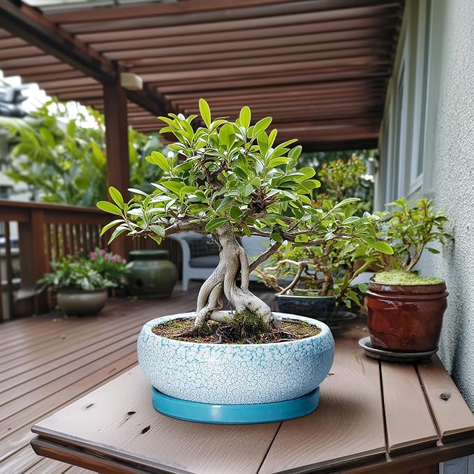 EPFamily Bonsai Pots - 13 Inch Ceramic Succulent Pots with Drainage Hole and Tray, Large Succulent Planter Indoor Outdoor, Round Planter, Shallow Plant Pot, House Decor, Gifts for Plant Lover, Blue