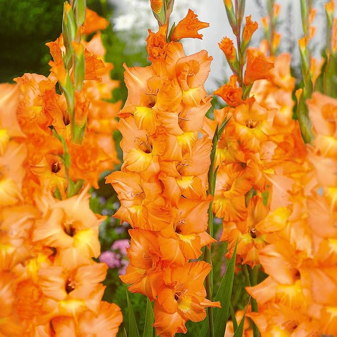 Garden State Bulb Olympic Flame Orange Gladiolus Flower Bulbs, 12/14cm, Spring Planting (Bag of 90)