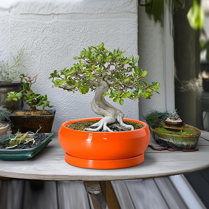 EPFamily Bonsai Tree Pots - 10 Inch Ceramic Pots for Succulent Indoor Outdoor, Bonsai Pot with Drainage Hole and Tray, Round Planter Bowl, Shallow Planter, Home Decor, Housewarming Gift, Orange