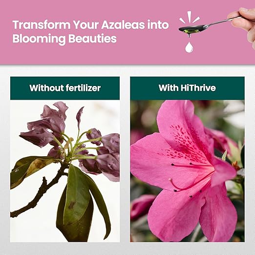 32oz Azalea Fertilizer Outdoor - Makes 32 Gallons of Azalea Plant Food, Liquid Fertilizer for Acid Loving Plants - Flower Food for Vibrant Blooms, Greener Leaves, Healthy Growth & Resilient Roots