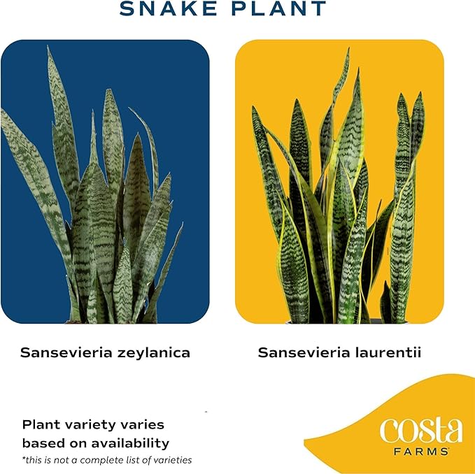 Costa Farms Snake Plant, Live Plant in Decorative Pot, Easy to Maintain, Small Air Purifying Succulent Indoor Houseplant, Assorted Variety, Perfect for Home, Room, or Office Décor, 8-12 Inches Tall