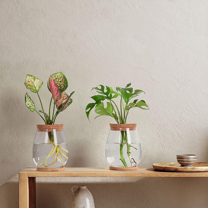 onepeng 2Pcs Propagation Vases for Plants, Well-Made Plant Terrarium, Hydroponic Glass Container Vase Jars, Plant Lover Gifts for Women, Windowsill Kitchen Desktop Decorations