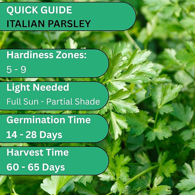 Italian Flat Leaf Parsley Seeds for Planting - Over 3,000 Heirloom Non-GMO Italian Parsley Seeds for Planting - Beginner Friendly Herb Gardening for Indoor, Outdoor & Hydroponic | Woods Creek Seeds