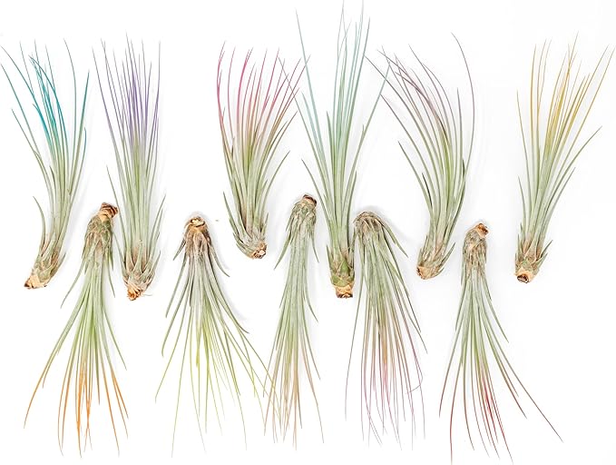 Purple Colorful Tillandsia Air Plants - Long Lasting Color Enhanced Live Tillandsia Succulent House Plants - Home and Garden Decor - Easy Care Indoor and Outdoor (Juncea, Single)