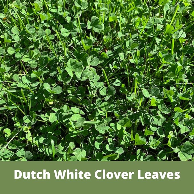 Flawn Seed Kits White Dutch Clover Seed, 1.1 Oz, Organic Coated, Natural Lawn, Ground Cover, Hunting Food Plot, Covers up to 250 Sqft