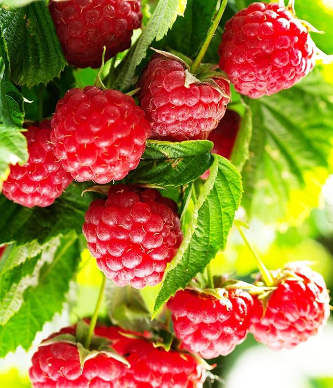 100+ Red Raspberry Seeds: Grow Delicious Heirloom Berries (Non-GMO)