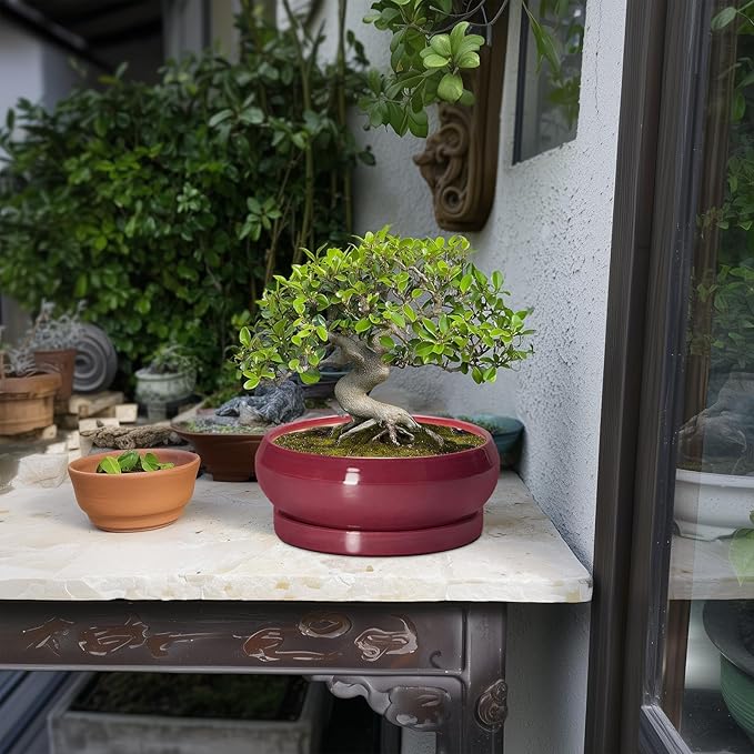 EPFamily Succulent Pots - 8 Inch Bonsai Pots for Indoor Outdoor, Shallow Ceramic Planter with Drainage Hole and Saucer, Round Flower Succulent Planters, Apartment Decor, Gardening Gift, Red