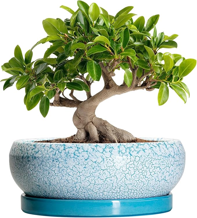 EPFamily Bonsai Pots 10 Inch - Shallow Ceramic Planters for Indoor Outdoor, Succulent Pots with Drainage Hole and Saucer, Round Planter Bowl, Succulent Planter, Garden Decor, Housewarming Gifts, Blue
