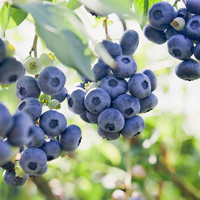 Garden State Bulb Jersey Blueberry, Bare Root, Non-GMO, Spring Planting (Bag of 2)