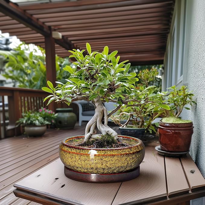 EPFamily Succulent Pots Large - 13 Inch Ceramic Bonsai Pot with Drainage Hole and Tray, Round Succulent Planters, Shallow Plant Pots Indoor, Bowl Planter Outdoor, Garden Decor, Gardening Gift, Yellow
