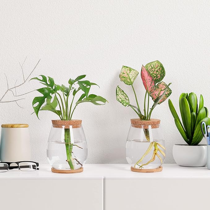 onepeng 2Pcs Propagation Vases for Plants, Well-Made Plant Terrarium, Hydroponic Glass Container Vase Jars, Plant Lover Gifts for Women, Windowsill Kitchen Desktop Decorations