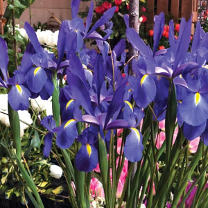 Dutch Iris ‘Telstar’ – Top-Size Bulbs for Fall Planting | Deep Blue Petals with Vibrant Yellow Accents, Hardy Dutch Variety Ideal for Borders, Beds, and Bright Spring Garden Color Displays