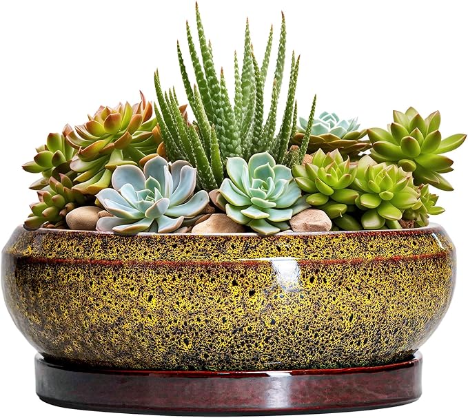 EPFamily Succulent Planters 8 Inch - Ceramic Bonsai Pots with Drainage Hole and Tray, Shallow Plant Pot Indoor Outdoor, Round Succulent Pots, Planter Bowl, Porch Decor, Housewarming Gifts, Yellow
