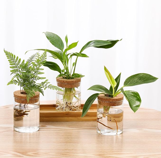 onepeng 3Pcs Propagation Stations, Plant Terrarium with Lid and Wooden Stand,Desktop Glass Planter Hydroponics Vase,Home Office Living Room Decor Gifts