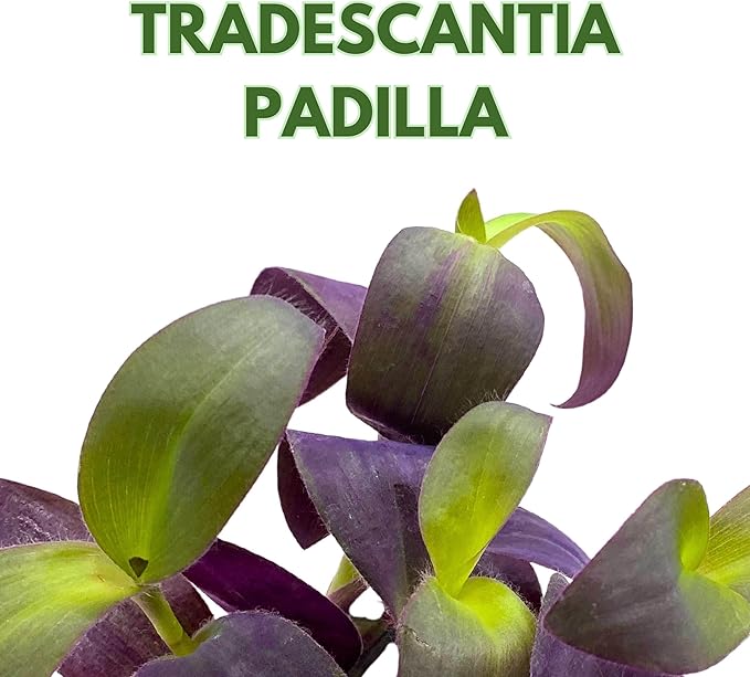 BubbleBlooms Tradescantia Padilla Purple Heart Wandering Dude 4 inch