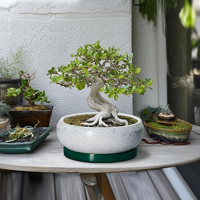 EPFamily Succulent Planters 10 Inch - Ceramic Bonsai Pots with Drainage Hole and Saucer, Large Succulent Pots Indoor, Shallow Planter, Round Bowl Planter Outdoor, Patio Decor, Plant Lover Gift, Green