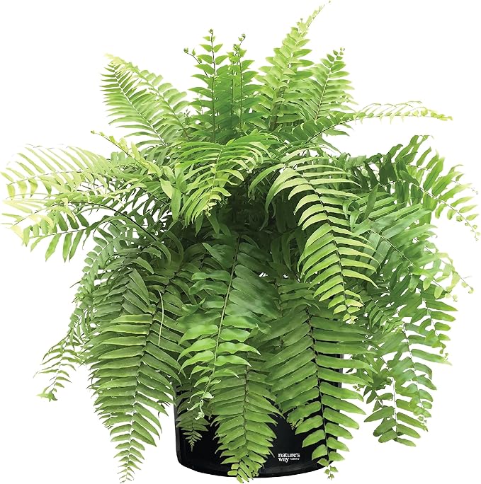 Nature's Way Farms Fern Macho Live Plant in Grower Pot (18-24 in. Tall)