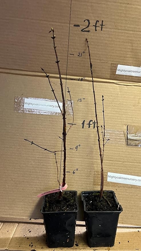 1 Litter Pot Honeyberry ‘Aurora’ (Lonicera caerulea VAR.edulis) 1 Plant 12-18” Tall Haskap